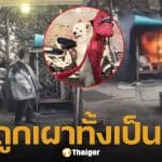 แฉนาที 2 เด็กชาย จุดไฟเผา "หมาซามอยด์" ร้องโหยหวนดังลั่น ก่อนตายทั้งเป็นคากรง