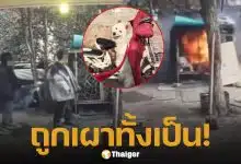 แฉนาที 2 เด็กชาย จุดไฟเผา "หมาซามอยด์" ร้องโหยหวนดังลั่น ก่อนตายทั้งเป็นคากรง