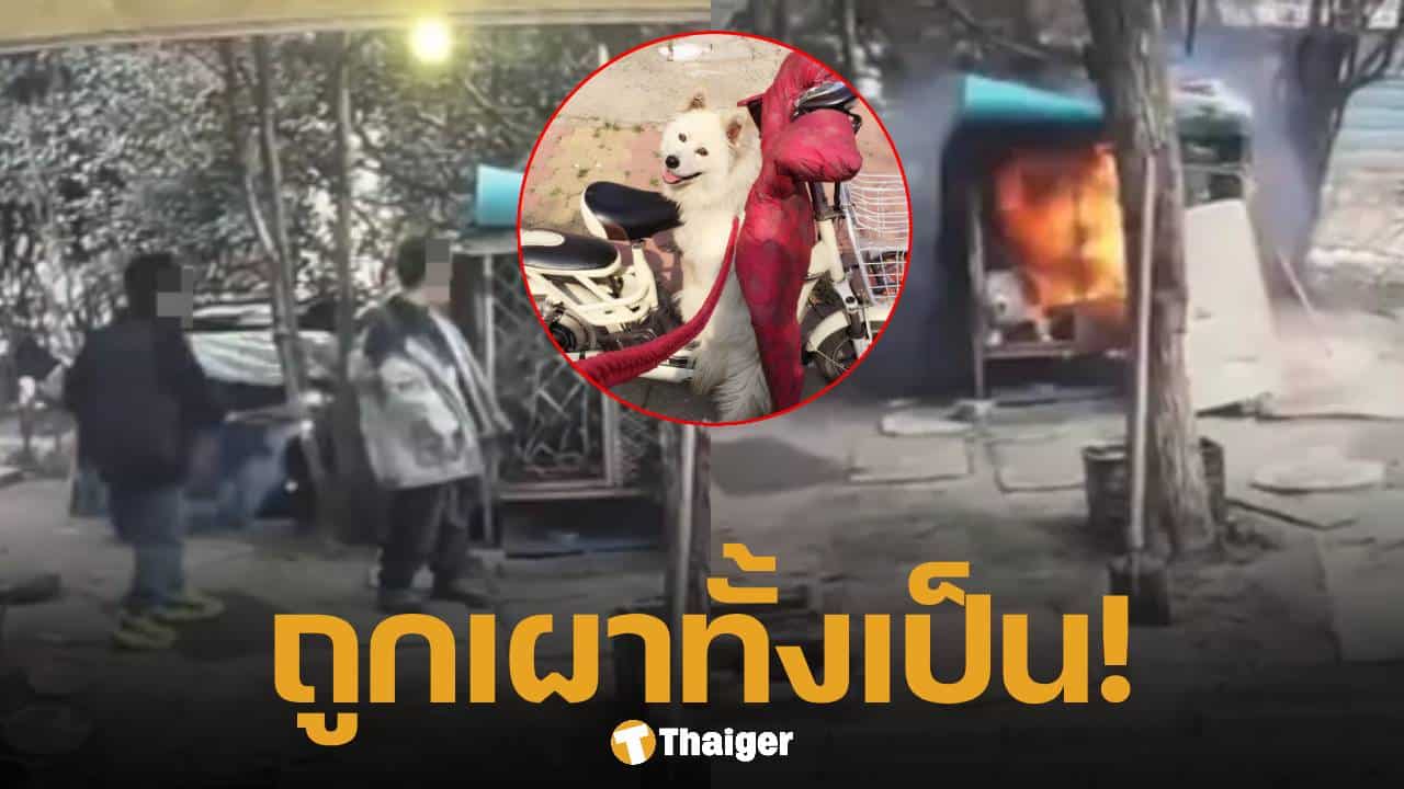 แฉนาที 2 เด็กชาย จุดไฟเผา "หมาซามอยด์" ร้องโหยหวนดังลั่น ก่อนตายทั้งเป็นคากรง