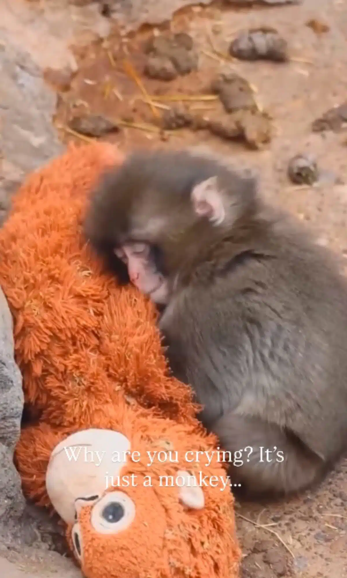 ชมคลิป ฮาเวียร์ เอร์นานเดซ ร้องไห้เสียใจกับลิงที่ถูกปฏิเสธซึ่งยังคงเกาะติดตุ๊กตาตัวโปรด