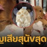 ไฮโซพก เศร้า น้องคินตะ สุนัขสุดรักกลับดาวหมา โพสต์ภาพ อั้ม พัชราภา อำลาครั้งสุดท้าย