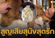 ไฮโซพก เศร้า น้องคินตะ สุนัขสุดรักกลับดาวหมา โพสต์ภาพ อั้ม พัชราภา อำลาครั้งสุดท้าย