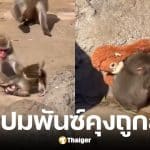 สวนสัตว์ออกแถลงการณ์ พันซ์คุง ลิงหิมะถูกลาก