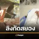 นางแบบดังเยอรมัน บาดเจ็บหนัก ถูก "ลิงกระบี่" รุมกัด-ฟัดนัวบนหัว หามส่ง รพ.