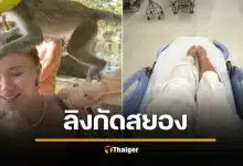 นางแบบดังเยอรมัน บาดเจ็บหนัก ถูก "ลิงกระบี่" รุมกัด-ฟัดนัวบนหัว หามส่ง รพ.