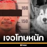 "ทนายเดชา" ชี้โทษมือเผา "น้องมอลลี่" สุนัขไซบีเรียน เจอจำคุกสูงสุด 7 ปี