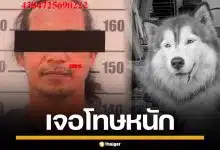 "ทนายเดชา" ชี้โทษมือเผา "น้องมอลลี่" สุนัขไซบีเรียน เจอจำคุกสูงสุด 7 ปี