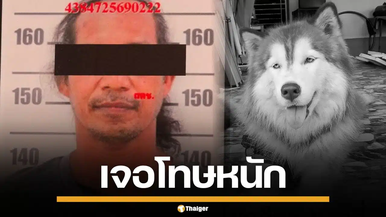"ทนายเดชา" ชี้โทษมือเผา "น้องมอลลี่" สุนัขไซบีเรียน เจอจำคุกสูงสุด 7 ปี