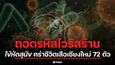 รู้จัก ไข้หัดสุนัข โศกนาฏกรรมสัตว์ป่า เมื่อไวรัสสุนัข ข้ามสายพันธุ์บวกการติดเชื้อแทรกซ้อน ทำลายปอดเสือโคร่งอย่างรุนแรง