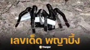 เลขเด็ด พญาบึ้ง 1 มีนาคม 2569 ส่องแนวทางจากปากรู 5-4-8 เข้าชิงหวยสัญจรสุราษฎร์ฯ