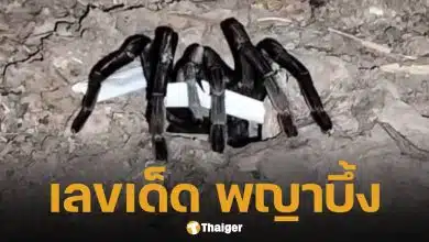 เลขเด็ด พญาบึ้ง 1 มีนาคม 2569 ส่องแนวทางจากปากรู 5-4-8 เข้าชิงหวยสัญจรสุราษฎร์ฯ