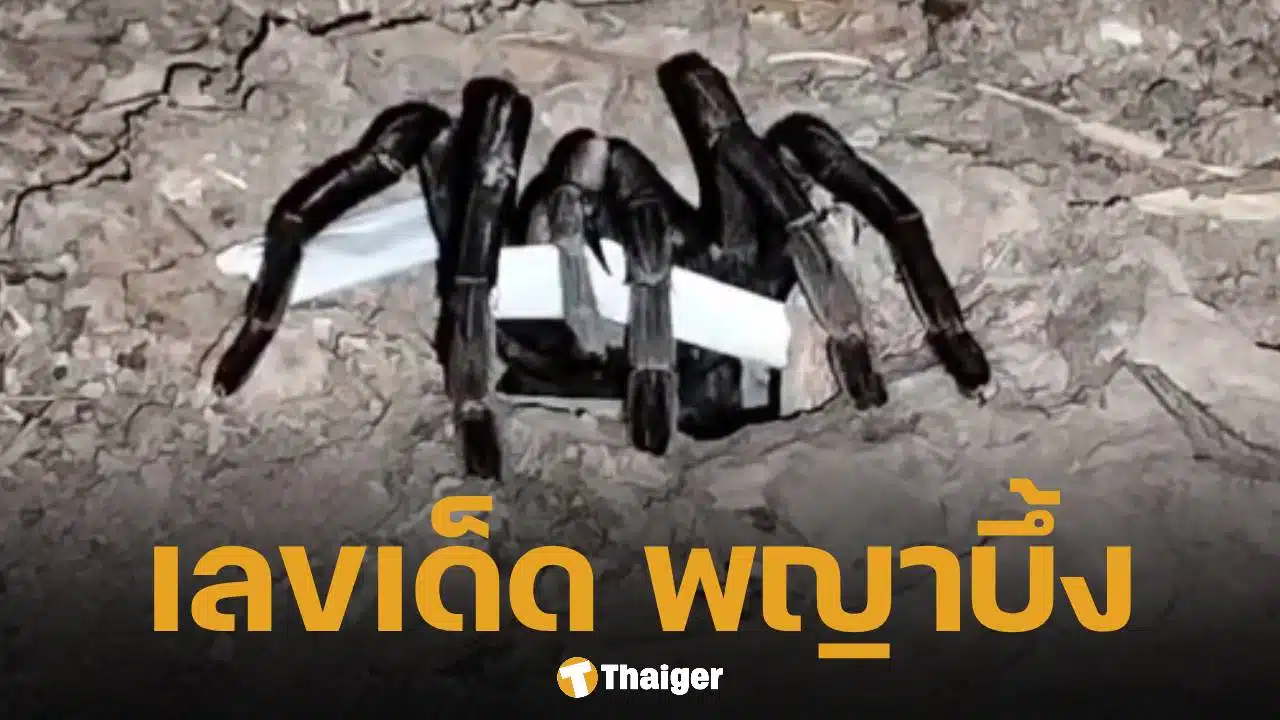 เลขเด็ด พญาบึ้ง 1 มีนาคม 2569 ส่องแนวทางจากปากรู 5-4-8 เข้าชิงหวยสัญจรสุราษฎร์ฯ