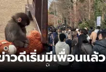 พั้นช์คุงอยู่สวนสัตว์ไหน