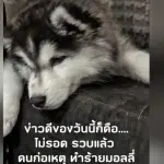 มอลลี่ คนร้ายถูกจับ