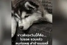 มอลลี่ คนร้ายถูกจับ