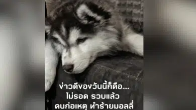 มอลลี่ คนร้ายถูกจับ
