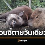 สวนสัตว์อังกฤษ การุณยฆาต เพื่อนซี้ "สมเสร็จ-คาปิบารา" ในวันเดียวกัน กลัวน้องโดดเดี่ยว