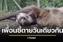 สวนสัตว์อังกฤษ การุณยฆาต เพื่อนซี้ "สมเสร็จ-คาปิบารา" ในวันเดียวกัน กลัวน้องโดดเดี่ยว
