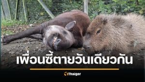 สวนสัตว์อังกฤษ การุณยฆาต เพื่อนซี้ "สมเสร็จ-คาปิบารา" ในวันเดียวกัน กลัวน้องโดดเดี่ยว