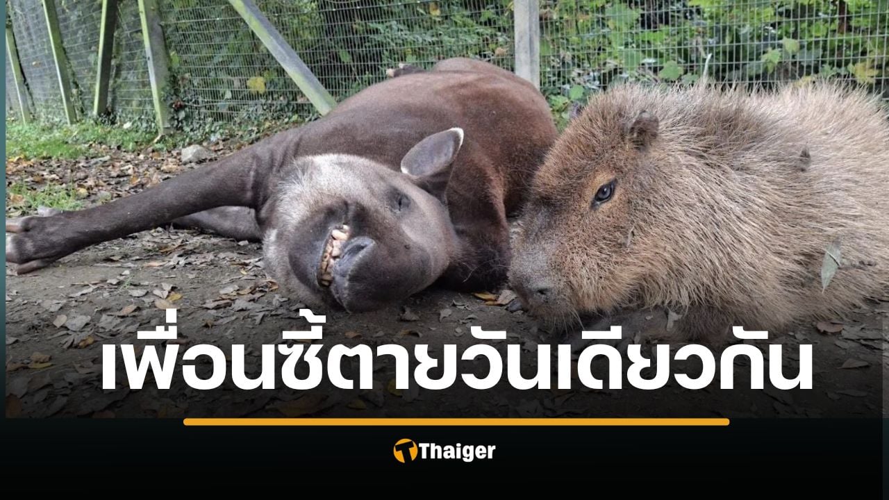สวนสัตว์อังกฤษ การุณยฆาต เพื่อนซี้ "สมเสร็จ-คาปิบารา" ในวันเดียวกัน กลัวน้องโดดเดี่ยว