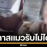 ทัวร์ลงยับ! สาวทำคอนเทนต์สุดพิเรนทร์ ยัดแมวใส่ช่องฟรีซ-ถ่มน้ำลายใส่ ล่าสุดลบคลิปหนี