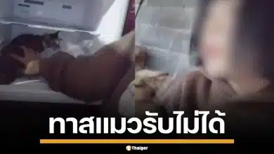 ทัวร์ลงยับ! สาวทำคอนเทนต์สุดพิเรนทร์ ยัดแมวใส่ช่องฟรีซ-ถ่มน้ำลายใส่ ล่าสุดลบคลิปหนี