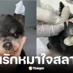 หนูเล็ก ภัทรวดี เล่านาทีร้านตัดขนทำหูหมาขาดแผลลึก
