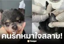หนูเล็ก ภัทรวดี เล่านาทีร้านตัดขนทำหูหมาขาดแผลลึก