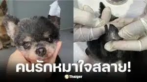 หนูเล็ก ภัทรวดี เล่านาทีร้านตัดขนทำหูหมาขาดแผลลึก