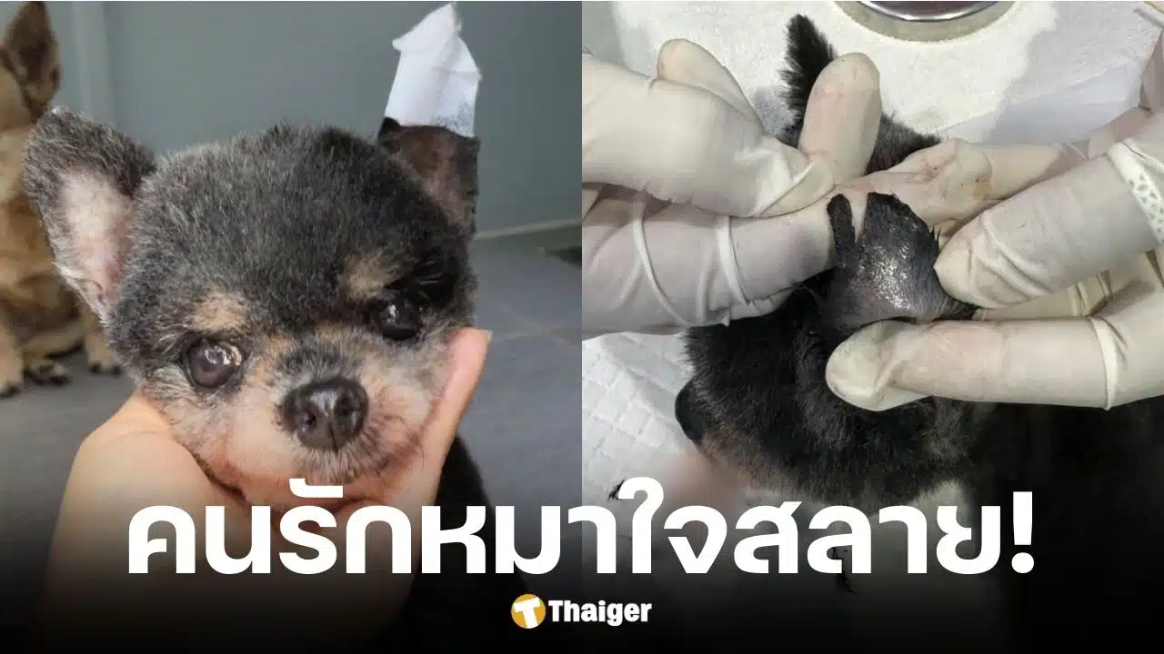 หนูเล็ก ภัทรวดี เล่านาทีร้านตัดขนทำหูหมาขาดแผลลึก