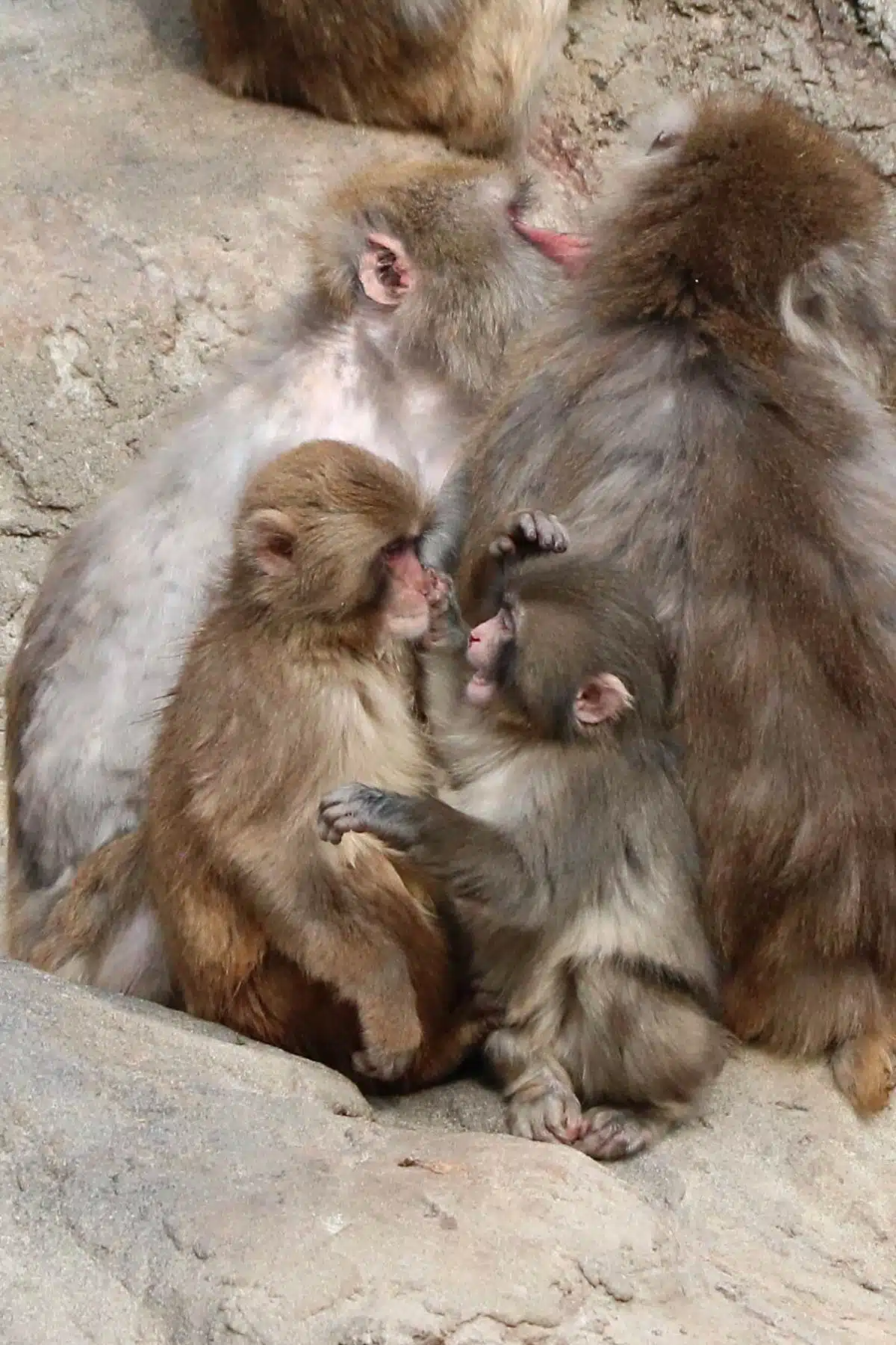 ในที่สุดเจ้าลิงน้อยพันช์ก็พบที่ของตัวเองในฝูง