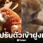 พั้นช์คุง ลิงหิมะวัย 6 เดือนเริ่มปรับตัวเข้าฝูงแล้ว