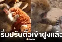 พั้นช์คุง ลิงหิมะวัย 6 เดือนเริ่มปรับตัวเข้าฝูงแล้ว