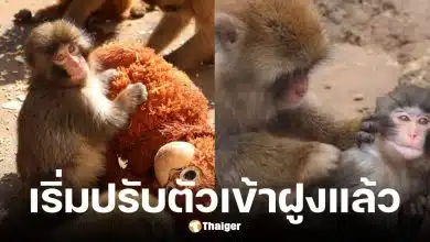 พั้นช์คุง ลิงหิมะวัย 6 เดือนเริ่มปรับตัวเข้าฝูงแล้ว