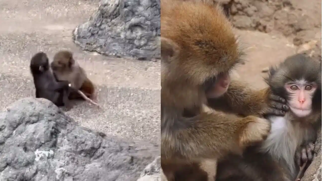 เจ้าหน้าที่เผยพั้นช์คุง ลิงหิมะเริ่งเข้าฝูงแล้ว