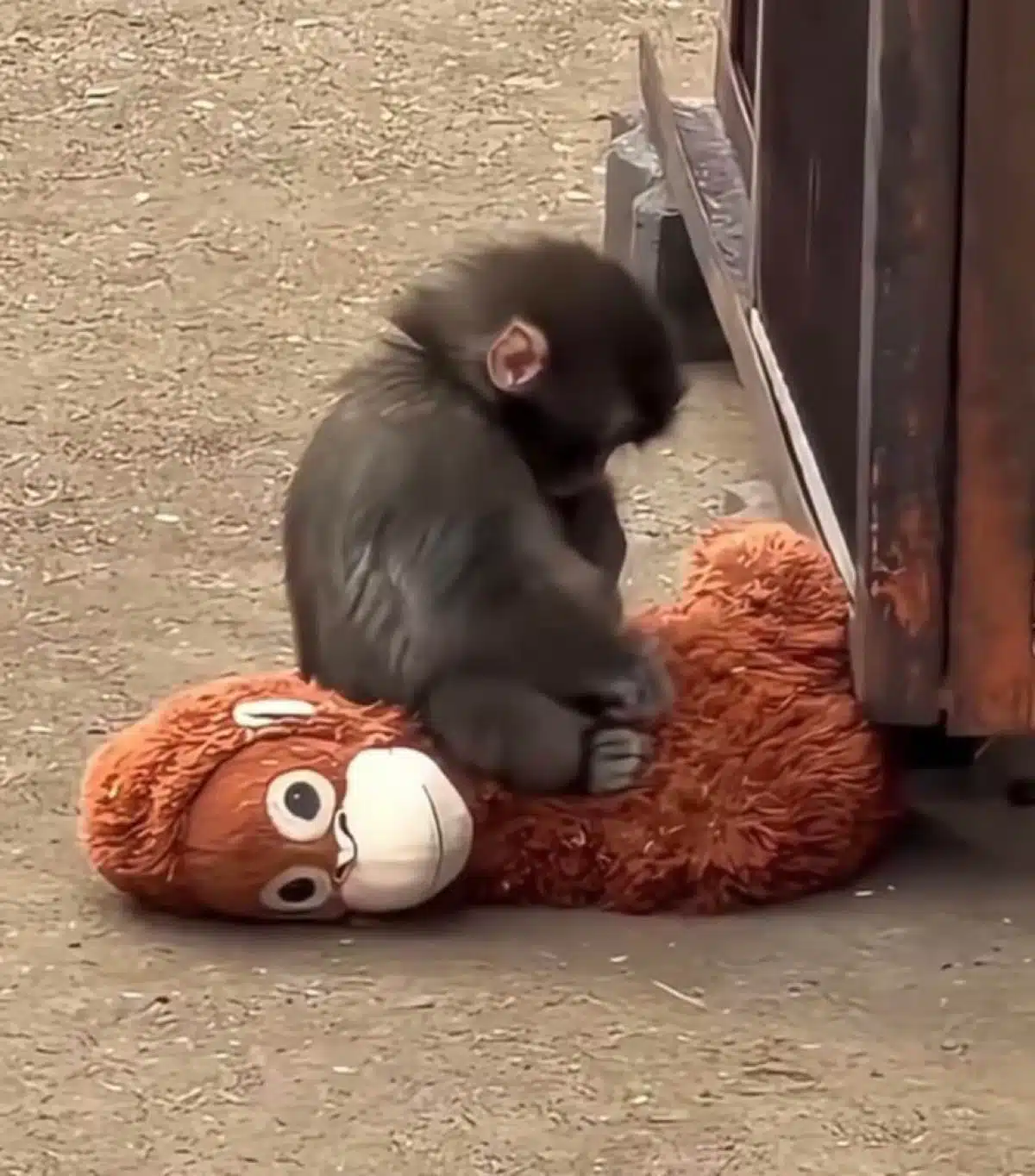 เอฟเฟกต์ของเจ้าหมัด หรือ Punch ลิงน้อยญี่ปุ่น