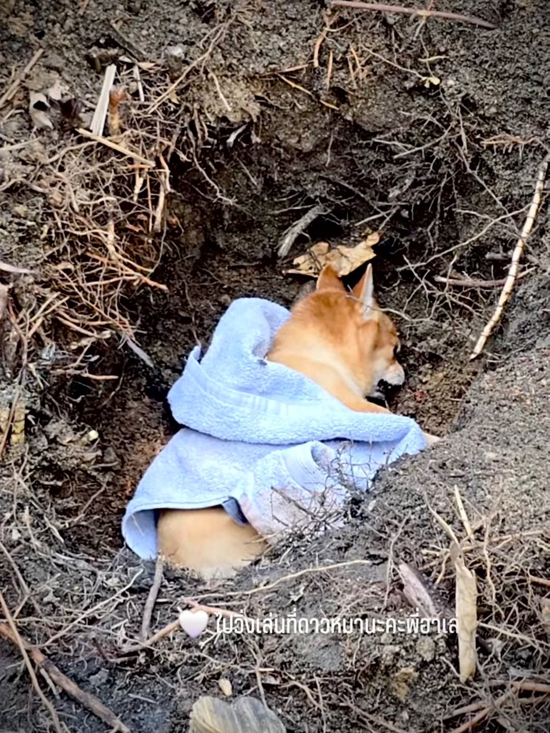 ครอบครัว ใบเตย อาร์สยาม เศร้า สูญเสีย น้องฮาเล่ สุนัขสุดรัก หลังอยู่ด้วยกันมา 15 ปี-3