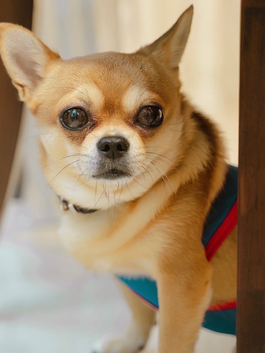 ครอบครัว ใบเตย อาร์สยาม เศร้า สูญเสีย น้องฮาเล่ สุนัขสุดรัก หลังอยู่ด้วยกันมา 15 ปี-2