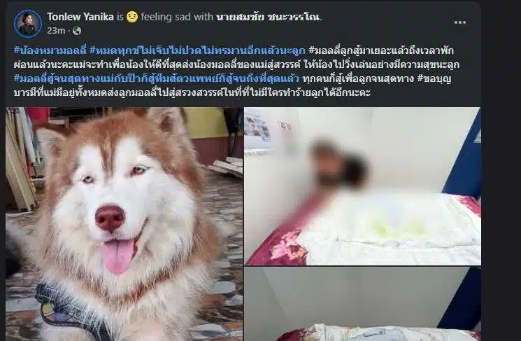 ช่วงเช้าวันที่ 20 กุมภาพันธ์ เจ้าของโพสต์แจ้งข่าวเศร้า มอลลี่เสียชีวิตแล้ว