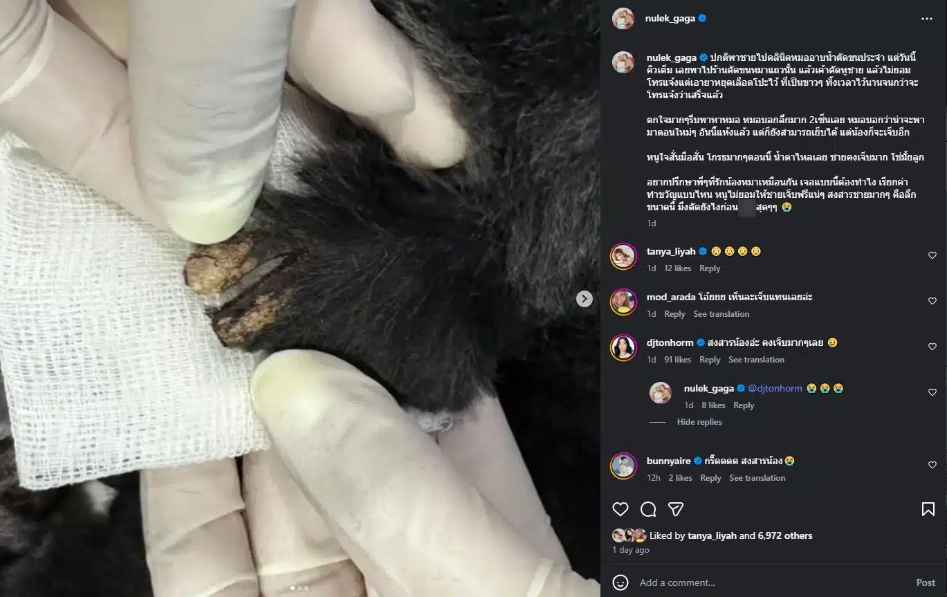 หนูเล็ก ก่าก๊า เดือดร้านตัดขนทำหูหมาขาด-3