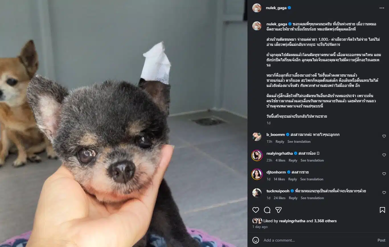 หนูเล็ก ก่าก๊า เดือดร้านตัดขนทำหูหมาขาด-2