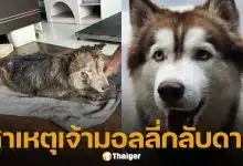 สาเหตุ น้องมอลลี่ เสียชีวิต หลังถูกคนใจทรามจุดไฟเผาทั้งเป็น สัตวแพทย์แจงละเอียด