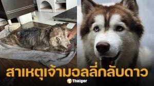 สาเหตุ น้องมอลลี่ เสียชีวิต หลังถูกคนใจทรามจุดไฟเผาทั้งเป็น สัตวแพทย์แจงละเอียด