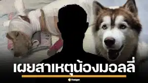 เผยสาเหตุ คนร้ายใจเหี้ยม ราดน้ำมันจุดไฟเผา "น้องมอลลี่" สุนัขไซบีเรียน