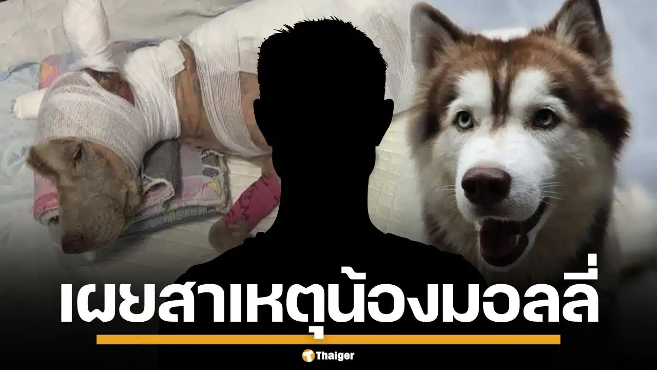เผยสาเหตุ คนร้ายใจเหี้ยม ราดน้ำมันจุดไฟเผา "น้องมอลลี่" สุนัขไซบีเรียน