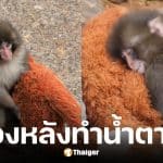 พั้นช์คุง ลูกลิงหิมะญี่ปุ่นกำพร้าแม่กอดตุ๊กตาอุรังอุตัง