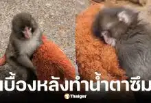 พั้นช์คุง ลูกลิงหิมะญี่ปุ่นกำพร้าแม่กอดตุ๊กตาอุรังอุตัง