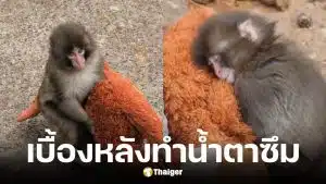 พั้นช์คุง ลูกลิงหิมะญี่ปุ่นกำพร้าแม่กอดตุ๊กตาอุรังอุตัง