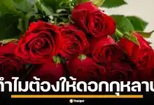 เปิดตำนาน "กุหลาบแดง" ทำไมต้องมอบให้ "วันวาเลนไทน์" สัญลักษณ์แห่งรักแท้