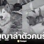 วอชด็อก ไทยแลนด์ สัญญาล่าตัวคนร้ายเผาเจ้ามอลลี่